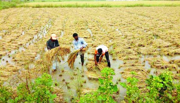 కోతలమారి పిఎం కిసాన్‌