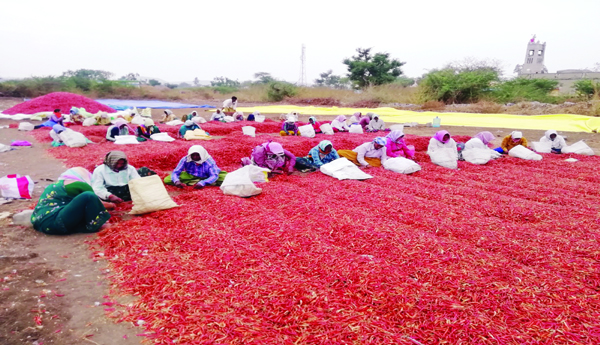 వలస కార్మికులపై తామర పిడుగు