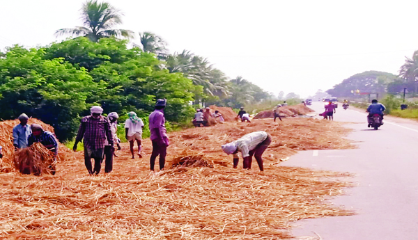 ధాన్యం రైతుకు 'ఇ-క్రాప్‌' కష్టాలు
