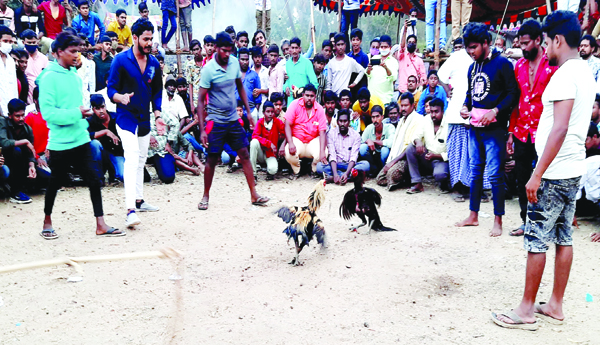 కోళ్లే... కోట్లు..!