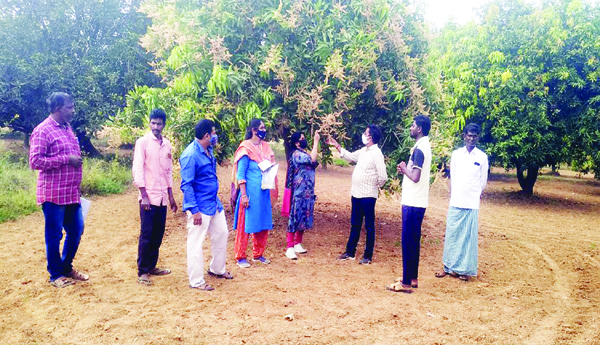 మామిడికి తామర దెబ్బ !