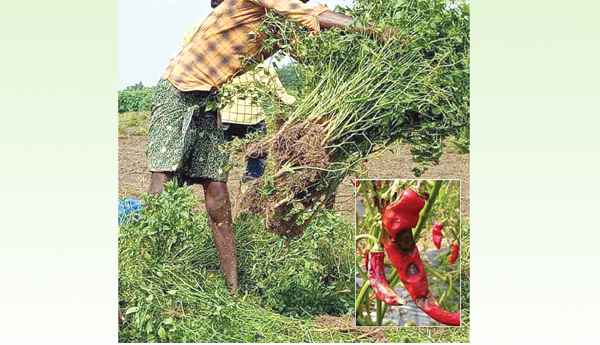 కన్నీరు పెడుతున్న మిర్చి రైతు