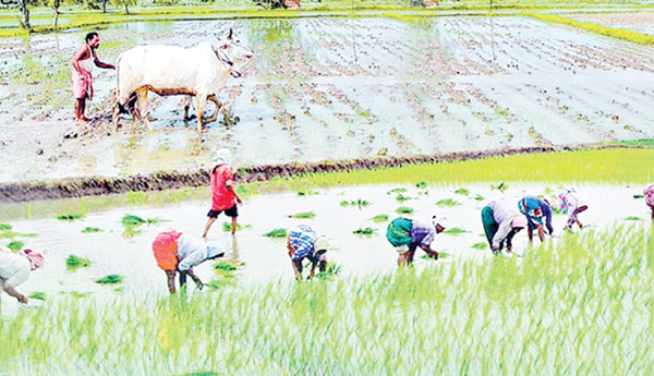 రబీలోనూ తగ్గుదలే