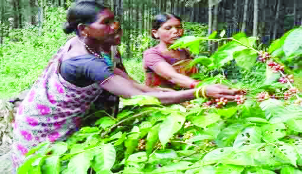 కాఫీ కొనుగోలులో ప్రయివేటు హవా !