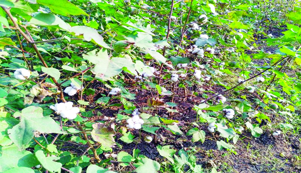 'జాదు'పై ఎందుకంత జాలి ?