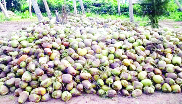 కొబ్బరి ధర పతనం