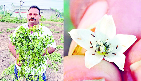 మిర్చి రైతుకు నిరాశే !