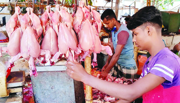 కొండెక్కిన కోడి