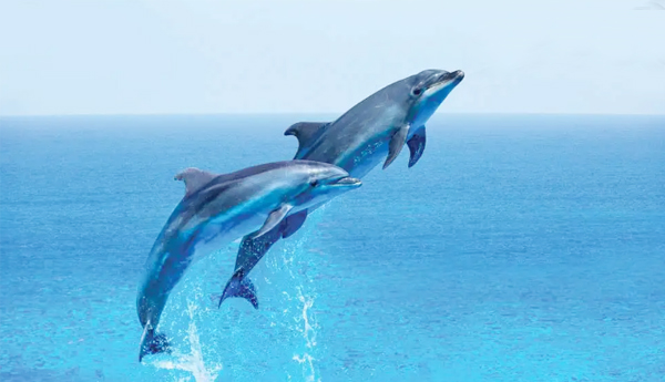 Dolphin Day : డాల్ఫిన్‌ డే... ఒట్టి బూటకమేనంటోన్న పర్యావేరణవేత్తలు