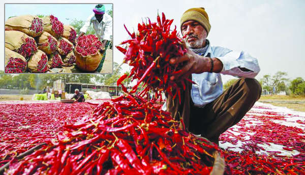 పంట బీమా తోటే మిర్చి రైతుకు ధీమా