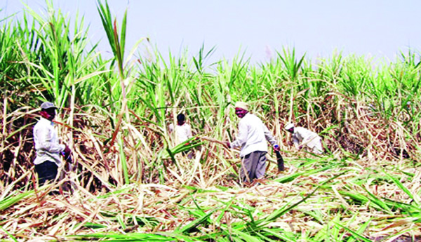 సంక్షోభంలో చెరకు సాగు