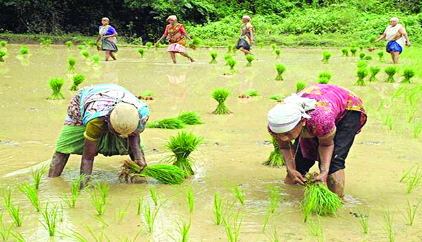 ఖరీఫ్‌కు విభజన చిక్కులు
