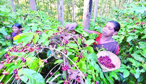 కాఫీ రైతుకు ప్రోత్సాహం కరువు