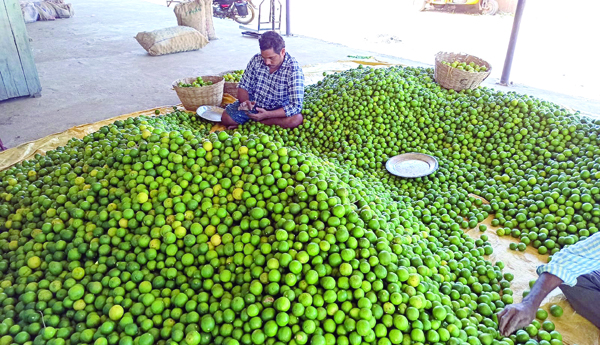నిమ్మ ధర పతనం
