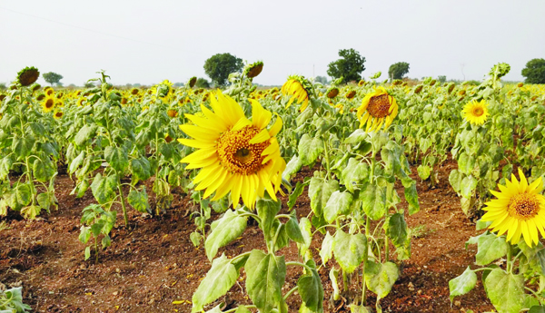 విత్తన ధరలు రెట్టింపు .. 