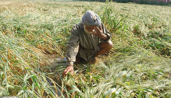 crop insurance in ap article, crop damage, demands, rythu sangham