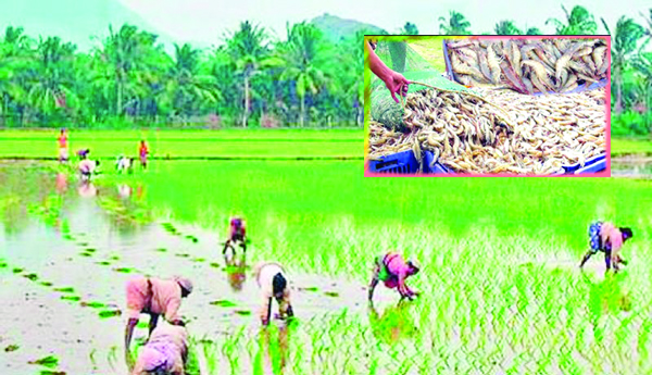 పంట విరామం ఎవరి కోసం?