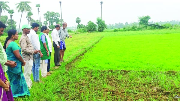నారు మడి సస్యరక్షణతో మంచి ఫలితాలు