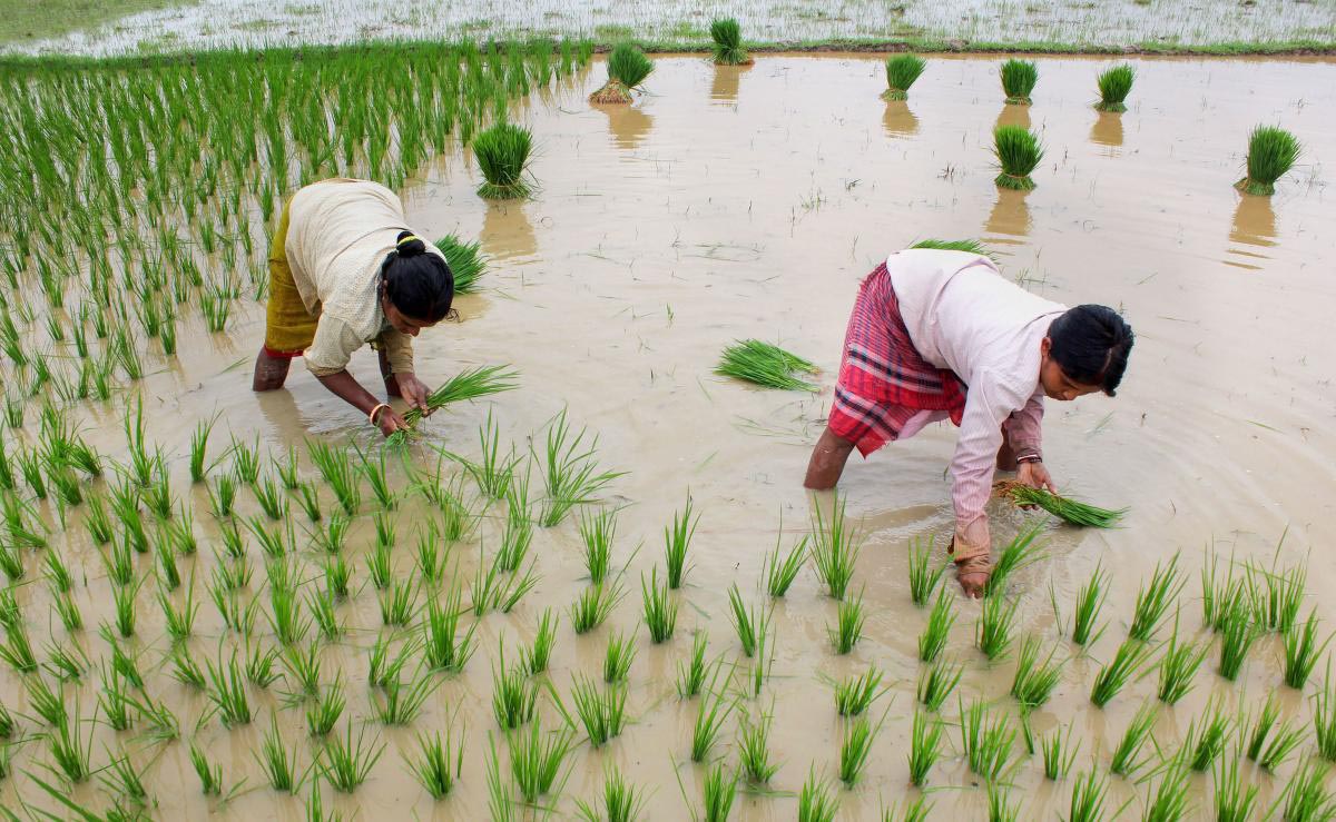వరి సాగులో వెనుకే !