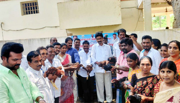 chicken distribution to dwacra groups