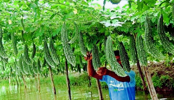 Kakara padulu-pencukundam