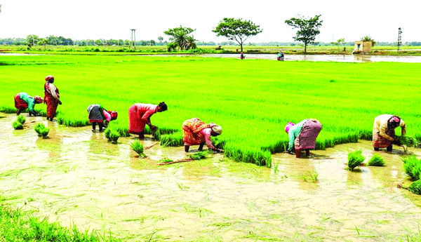 Kharif, without, enthusiasm
