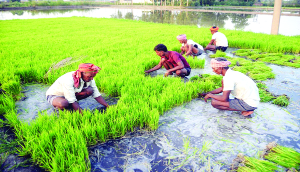 Stagnation, in, Kharif, cultivation