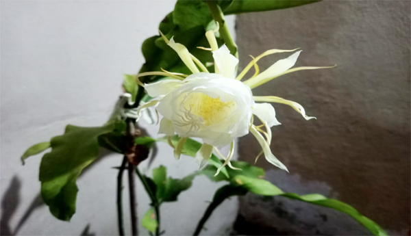 Brahma, lotus, flower, has, bloomed