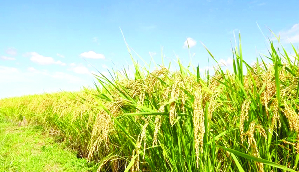 Reduction, in, rice, cultivation, across, the, country