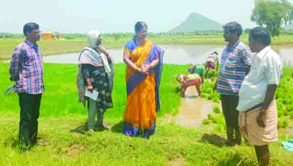 వరి పంటపై క్షేత్రస్థాయి పరిశీలన