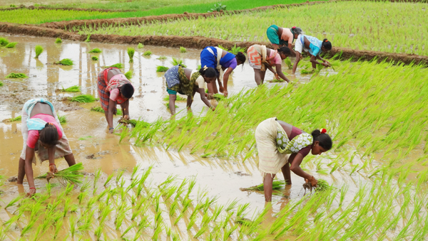 ఖరీఫ్‌ ఆదిలోనే కలవరం!