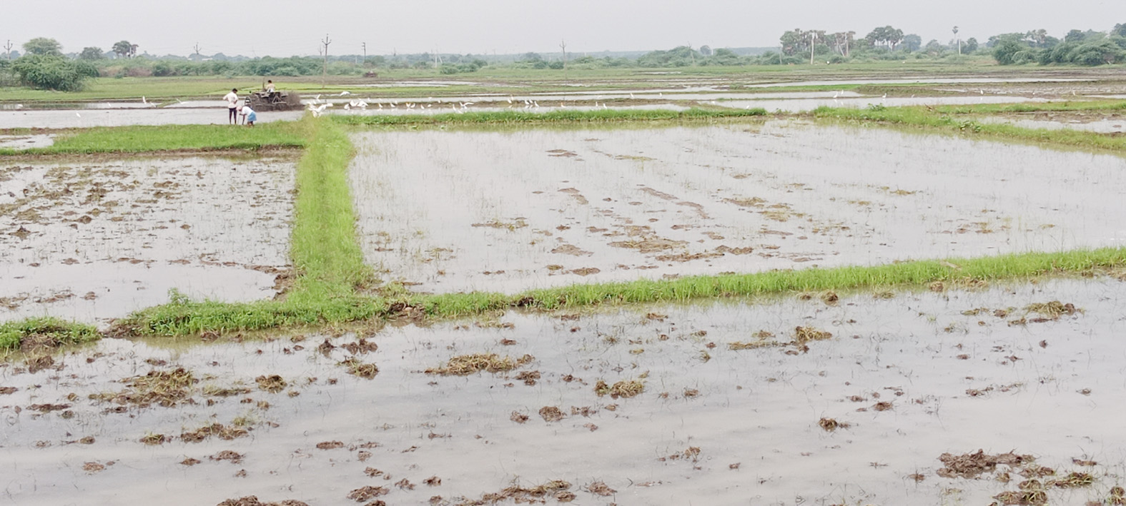 ముమ్మరంగా వరి నాట్లు