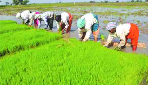 ఆశాజనకంగా వరి సాగు