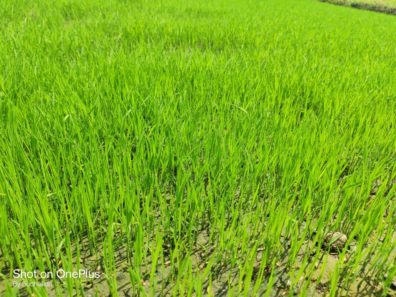  ఆకాశానికేసి ఎదురుచూపు!