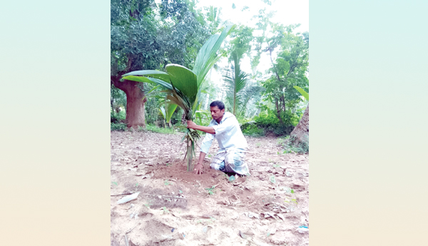 Waiting, for, coconut, subsidy