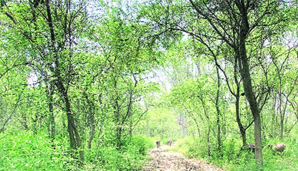 Reorganization-process-in-Forest-Department