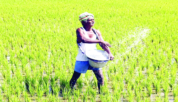 Loan-not-received-by-the-tenant-farmer