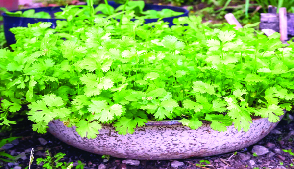 Plants-for-spicy-curry-at-home