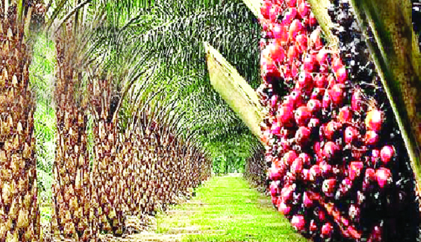 Palm-oil-dhamal