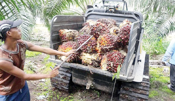 Unidentified-palm-oil-workers