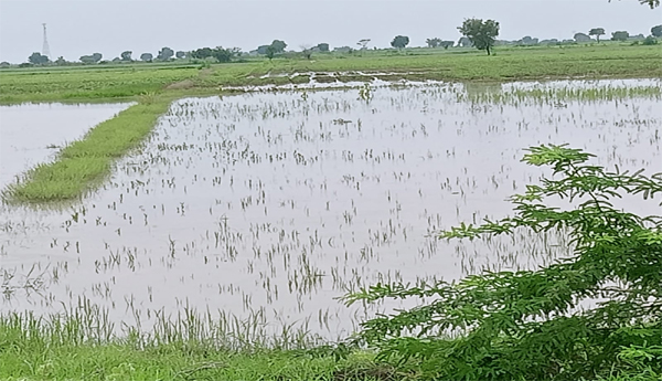 Waterlogged-crop-fields