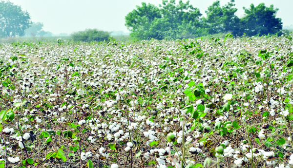 Towards-cotton-cultivation