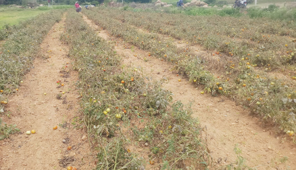 tomato farmers problems