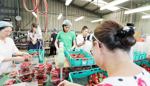 australia, migrants, labour shortage
