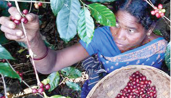 coffee farmers problems article by killo surendra