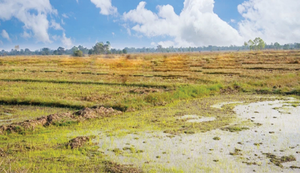Kharif-cultivation-is-disturbed