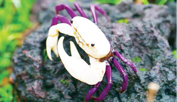 Bicolor-crab-in-Uttara-Kannada-district
