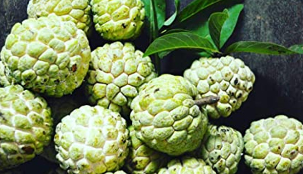 Lots-of-benefits-with-custard-apple