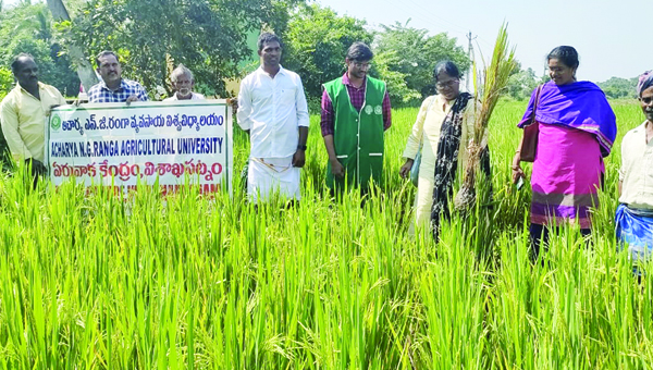 వరి తెగుళ్లుపై అప్రమత్తం