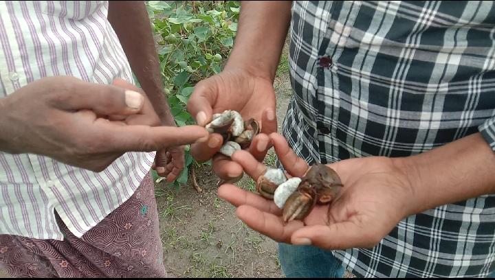 అకాల వర్షాలతో నీట మునిగిన పత్తి
